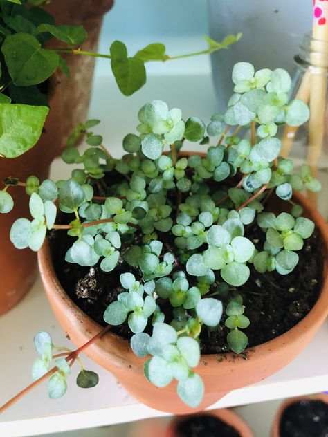 Creeping Pilea care including water, light, soil and propagation! Pilea Plant Care, Pilea Plant, Easy To Grow Houseplants, Easy Plants To Grow, Plant Light, Inside Plants, Indoor Plant Care, Growing Succulents, Trailing Plants