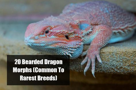 20 Bearded Dragon Morphs and Color Types (Common to Rarest Breed) Bearded Dragon Morphs, Bearded Dragon Names, Red Bearded Dragon, Dragon Colors, Bearded Dragon Colors, Dragon Names, Genetic Mutation, Rare Breed, Bearded Dragon