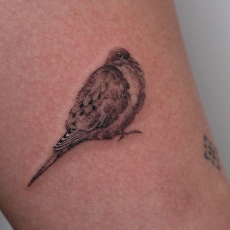 Mini mourning dove 🕊️🤎 thank you Perry Took <1 hour @inkpress.studio Turtle Dove Tattoo, Morning Dove Tattoo, Dove Tattoos, Dove Tattoo, Turtle Dove, British Accent, Pretty Animals, Dope Tattoos, Body Mods