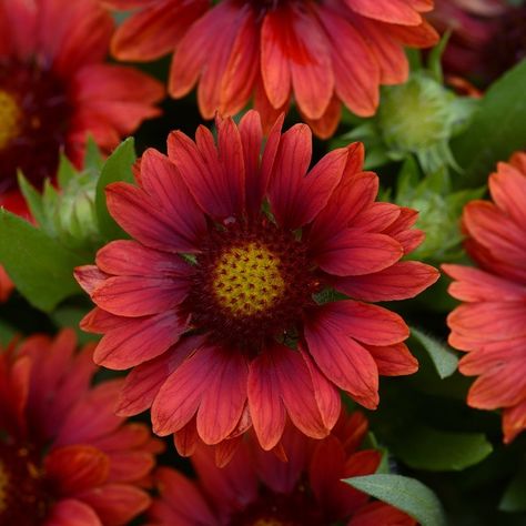 Perennial Mesa Red Blanket Flower Blanket Flower, Drought Tolerant Garden, Red Blanket, Plant Zones, Border Plants, Red Petals, Pollinator Garden, Hardy Perennials, Low Maintenance Plants