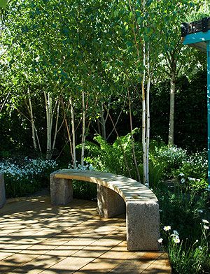 * Birch Trees Garden, Small Courtyard Garden, Courtyard Garden Design, Small Courtyard, Small Courtyard Gardens, Courtyard Gardens Design, Small Courtyards, Garden Shrubs, Garden Design Ideas