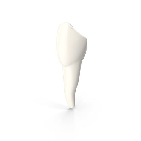 Canine Tooth by PixelSquid360 Bone Drawing, Teeth Images, Canine Teeth, Canine Tooth, Human, Quick Saves