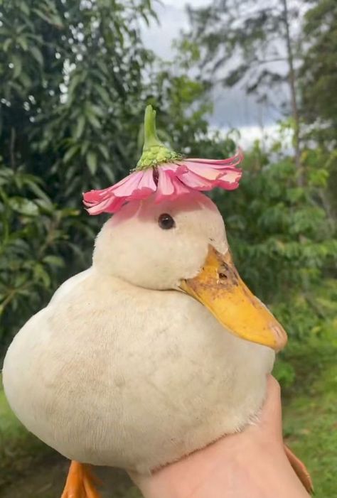 Duck With Flower Hat, Duck With Flower, Aesthetic Duck, Flower Hat, Animals, Pink, White