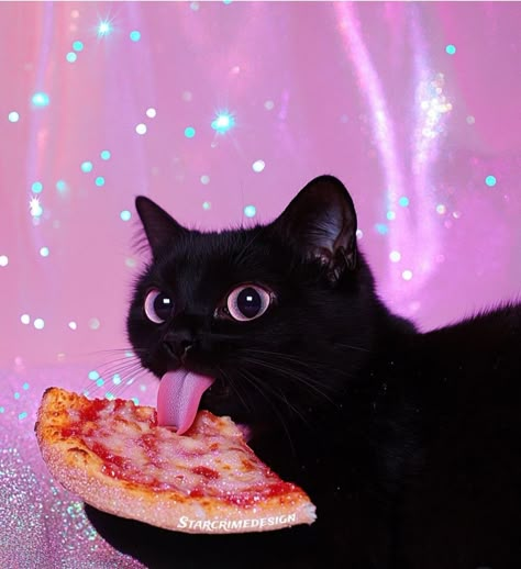 Cat Eating Pizza, Cat Pizza, Icona Ios, Cats Love, Funny Cute Cats, Silly Cats, Kitty Kitty, Cat Stuff, Crazy Cat