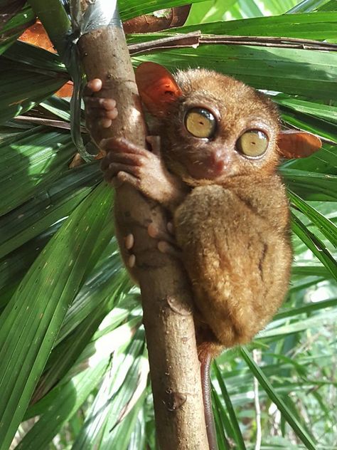 a tarsier, Philippines Filipino Animals, Philippine Animals, Philippines Animals, Philippine Birds, Scenery In Philippines, Philippine Tarsier, Background Mood, Yarn Friendship Bracelets, Aspin Dogs Philippines