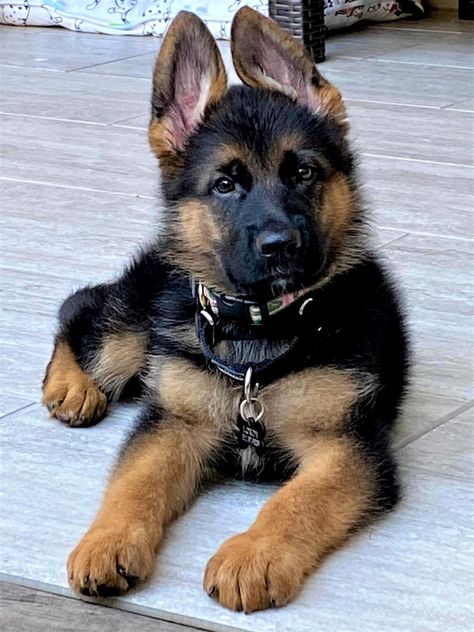 German Shepherd Puppies for Sale - German Shepherd Breeder Red German Shepherd, German Shepherd Breeders, German Shepherd Breeds, Best Puppies, A Day In Life, Dog Boarding, Shepherd Puppies, German Shepherd Puppies, Family Pet