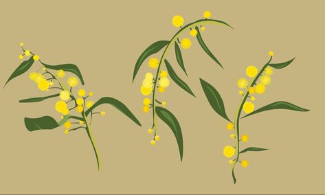 Australian wattle flower Fine Line Wattle Tattoo, Wattle Flower Drawing, Fine Line Australian Native Tattoo, Yellow Wattle Tattoo, Wattle Tattoo, Golden Wattle Tattoo, Wattle Illustration, Wattle Tattoo Australian, Golden Wattle Illustration