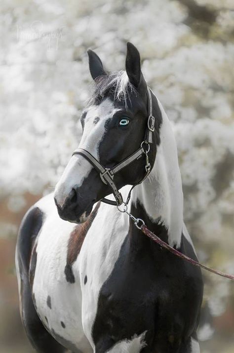 Pinto Horse Horse With Blue Eyes, Beautiful Horse Breeds, Spotted Horse, Black And White Horse, Rare Horses, American Paint Horse, Pinto Horse, American Saddlebred, Barrel Racing Horses