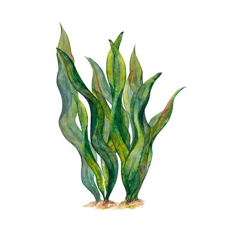 Photo watercolor drawing of ribbon algae... | Premium Photo #Freepik #photo #coral #watercolor-fish #sea-coral #sea-plants Sea Algae Drawing, Sea Plants Painting, Sea Plants Illustration, Sea Plants Drawing, Algae Watercolor, Algae Drawing, Algae Illustration, Watercolor Seaweed, Coral Drawing