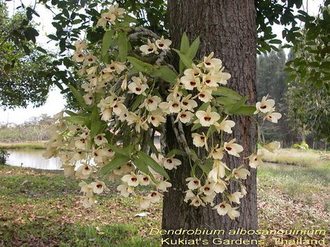 A type of Orchid - Dendrobium albosanguinium Names Of Plants, Orchid Species, Types Of Orchids, Island Lighting, A Tree, Flower Power, In The Garden, Orchids, The Garden