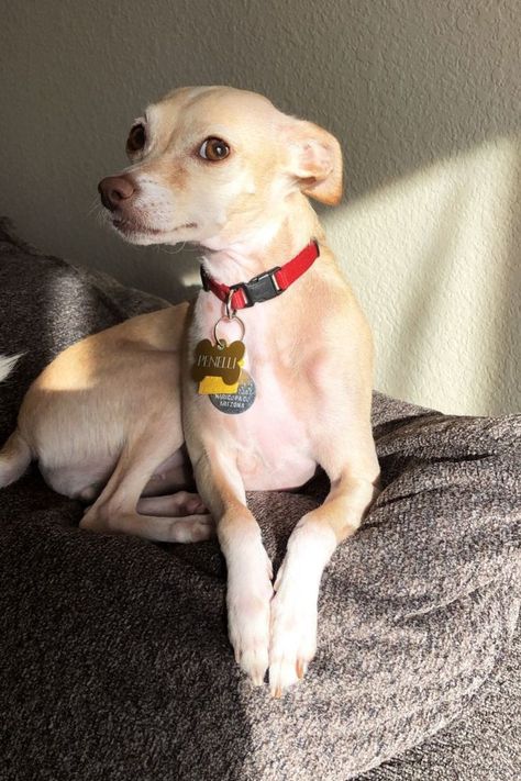 Italian Greyhound Chihuahua Mix- Italian Greyhuahua- A Breed Complete Guide Chihuahua Mixed Breeds, Italian Greyhound Rescue, Italian Greyhound Puppies, Greyhound Puppy, Italian Greyhound Dog, Greyhound Dog, Grey Hound Dog, Chihuahua Mix, American Kennel Club