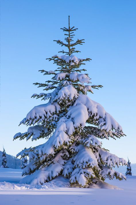 Winter Landscape Photography, Snow Tree, Snow Covered Trees, Winter Watercolor, Snowy Trees, Winter Painting, Winter Wallpaper, Winter Scenery, Winter Pictures