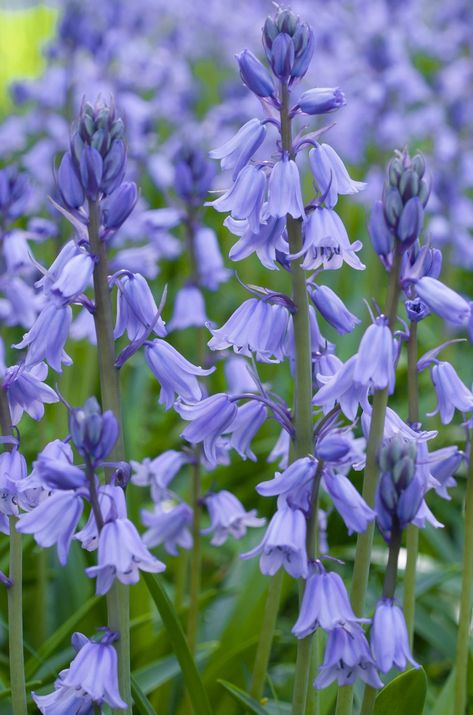 Bluebell Flower, Spanish Bluebells, Shade Tolerant Plants, Blue Bell Flowers, Woodland Flowers, Planting Bulbs, Shade Garden, Flower Seeds, Dried Flower