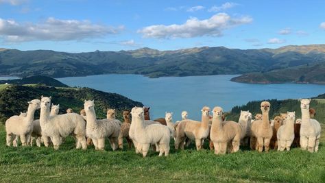 Animal Pics Funny, Alpacas Cute, Cute Animal Pics, Desktop Bg, Cute Animal Character, Canterbury New Zealand, Pet Organization, Alpaca Farm, Cute Alpaca