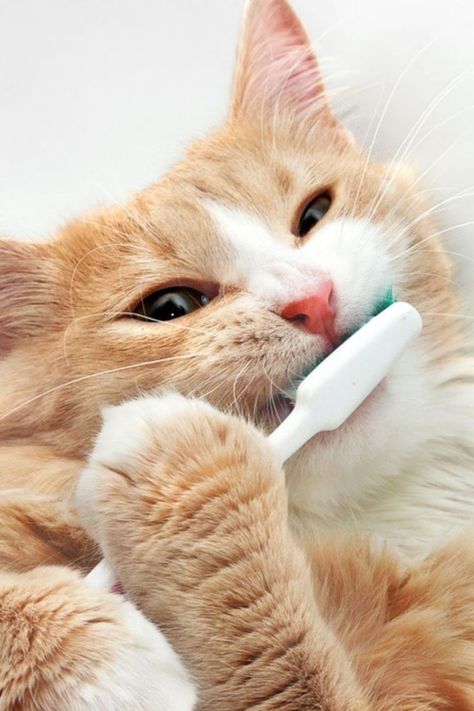 Pet Dental Health Month, Cat Health Problems, Pet Dental Care, Cat Problems, Urine Odor, Dog Toothbrush, Veterinary Services, Dog Teeth Cleaning, Cat Pee