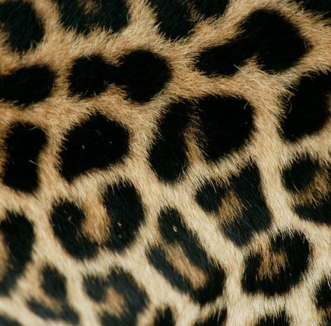 Jaguar, Leopard, Cheetah by Beverly Joubert. 🤎 Nomi Aesthetic, Cool Aesthetic Pfp, Leopard Aesthetic, Widget Pictures, Widgets Aesthetic, 2000s Icons, Jaguar Leopard, Phone Widgets, Widget Ideas