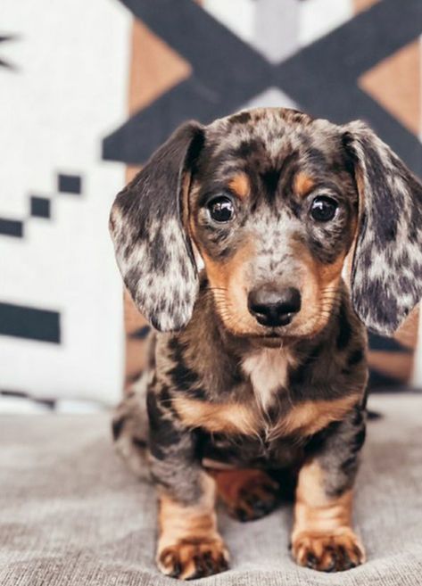 Dutchhounds Dog, Sausage Dog Aesthetic, Dashchund Puppy, Dachshund Aesthetic, Big Dogs Breeds, Biggest Dog In The World, Dogs Tattoo, Dapple Dachshund Puppy, Biggest Dog