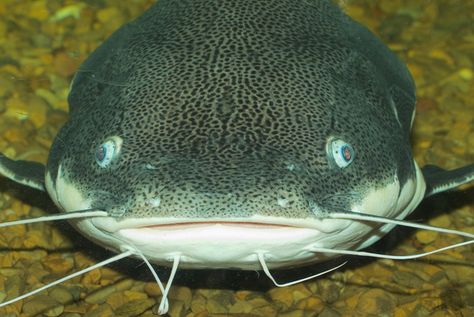 Catfish | catfish - photo/picture definition - catfish word and phrase image Fish Front View, Long Mustache, Big Catfish, Silly Animals, Ocean Life, Catfish, Photo Posters, The Gathering, Design Sketch