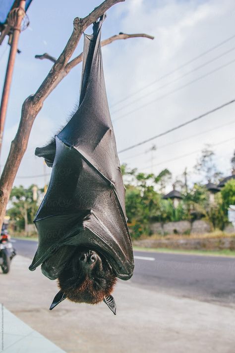 The fruit bat is the biggest bat in the world Bat Photos, Fox Bat, Bat Animal, Hanging Bat, Flying Fox, Bat Tattoo, Fruit Bat, Cute Bat, Creatures Of The Night