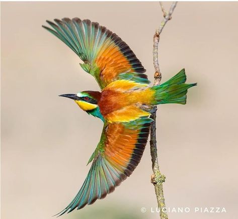 Bee Eater Birds, European Bee Eater, Common Birds, Bee Eater, Nile River, Central Europe, Pretty Birds, Scarf Design, Bird Feathers