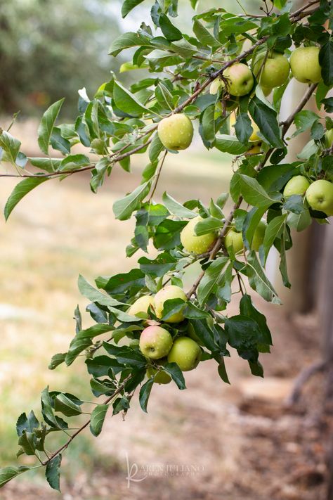 green apples on tree | 3904 | Karen | Flickr Green Apple Tree, Botanical Calendar, Fabric Leaves, Green Apples, Apple Trees, Bear Love, Beauty In Nature, 수채화 그림, Brown And Green