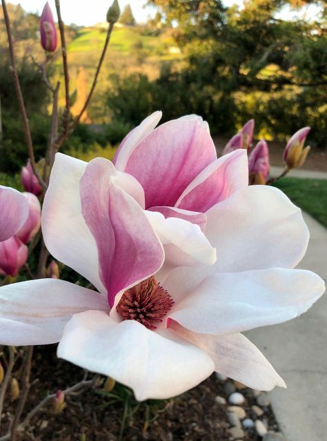 2/16/2020 Magnolia Reference, Flowers Magnolia, Pink Magnolia Aesthetic, Magnolia Flower Photography, Purple Magnolia Flower, Magnolia Pictures, Japanese Magnolia, Crepe Paper Flowers, Landscaping Plants