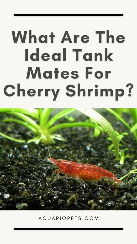 Cherry shrimps are very delicate creatures. As they are very small, they are practically defenseless against any prey. That’s why it is extremely important to choose ideal tank mates for cherry shrimp. Even if your adult cherry shrimps seem to be safe with a group of tank mates, the shrimplets might not be. So, give full attention to this article. #CherryShrimp #tankMates Pet Shrimp, Red Cherry Shrimp, Biotope Aquarium, Aquarium Shrimp, Fish Garden, Cherry Shrimp, Small Fish Tanks, Fresh Water Fish Tank, Shrimp Tank