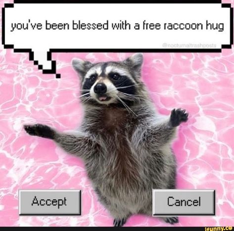 Tap to see the meme Raccoon Hug, Hug Meme, Pet Raccoon, Cute Raccoon, Raccoon Funny, Trash Panda, Silly Animals, Racoon, Wholesome Memes