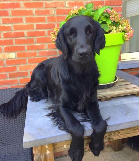 Flat Coat Retrievers, Flat Coated Retriever Puppy, Flat Coat Retriever, Black Golden Retriever, Small Black Dog, Flat Coated Retriever, Cocker Spaniel Dog, Pretty Dogs, Dog Rules