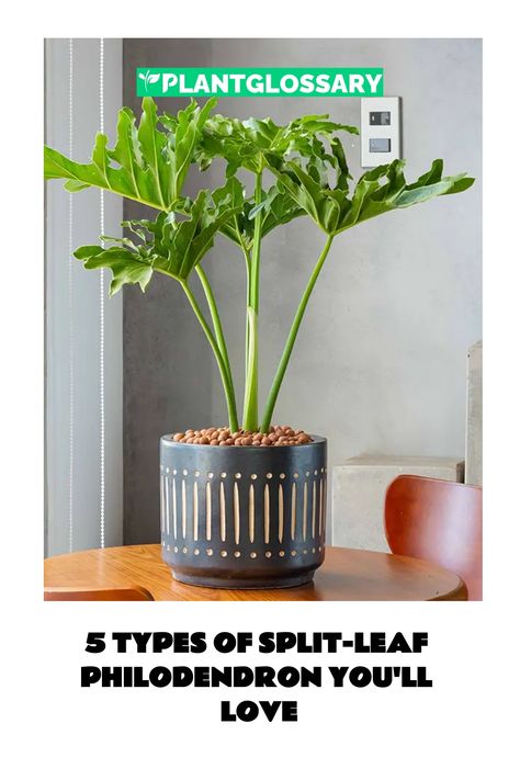 5 Types of Split-leaf Philodendron You'll Love Split Leaf Philodendron Care, Split Leaf Philodendron, Philodendron Types, Different Philodendron Plants, Types Of Philodendron Plants, Philodendron Varieties With Names, Philodendron Lickety Split, Philodendron Ring Of Fire Variegata, Philodendron Luxurians