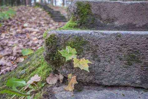 How to Grow Moss on Concrete - 5 Awesome Tips and Tricks 1 Growing Moss On Rocks, Moss On Concrete, Grow Moss, Types Of Moss, Growing Moss, Concrete Stepping Stones, Concrete Bricks, Plant Problems, Concrete Driveways