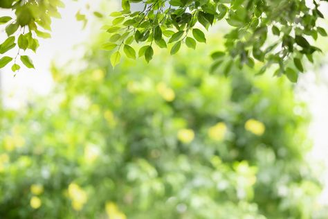 Greenery Background, Background Zoom, Plants Landscape, Plant Lights, Green Leaf Background, Nature Background Images, Real Nature, Plant Background, Background Images For Editing