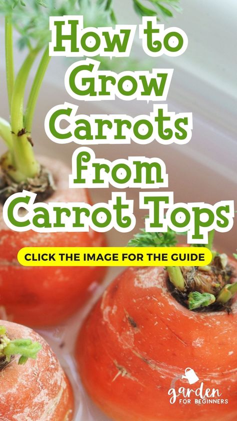 🥕 Get ready for the ultimate veggie fun! Learn how to grow carrots from carrot tops with our quick and easy guide. Transform those little green sprouts into fresh, vibrant carrots right in your own backyard. 🌱 How To Regrow Carrots, Grow Carrots, Carrot Tops, Organic Pest Control, Vegetable Garden For Beginners, Carrot Top, Gardening Techniques, Growing Seeds, Healthy Vegetables