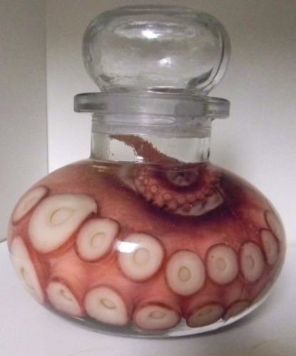 ODDITIES-CTHULHU-REAL-PRESERVED-RED-OCTOPUS-TENTACLE-WET-SPECIMEN-TAXIDERMY Wet Specimen Diy, Wet Specimen Aesthetic, Specimens In Jars, Wet Specimen Taxidermy, Taxidermy Wet Specimen, Snake Wet Specimen, Oddities Collection, Wet Specimen, Red Octopus