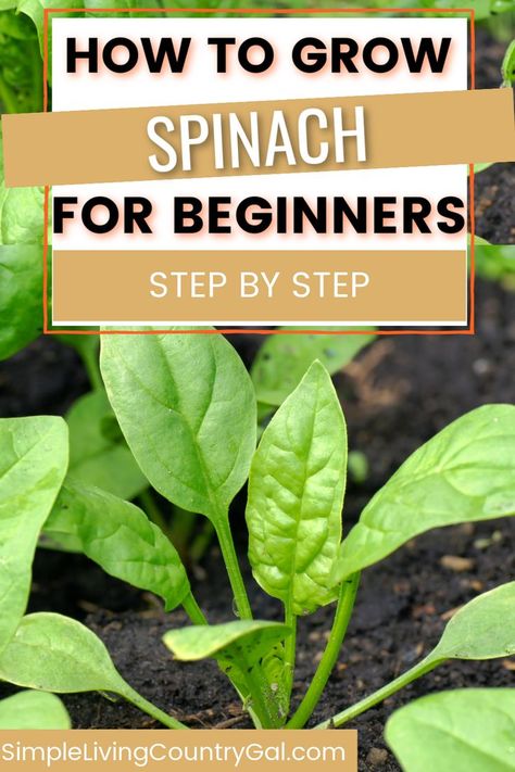 Preserve Spinach, How To Harvest Spinach, How To Store Spinach, Planting Spinach, How To Grow Spinach, Grow Spinach, Gardening Tattoo, Gardener Aesthetic, Cooking Spinach