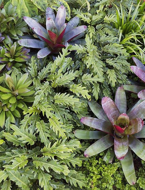 An old cottage has been given new life with a contemporary garden of lush, layered plants. Landscape designer Lyndall Keating created a vibrant and contemporary garden of layered, lush, largely foliage-based plants in deep greens, burgundies and splashes of silver. Huge bromeliads – Alcantarea imperialis 'Rubra' – are the hero specimens. Alcantarea Imperialis, Large Garden Pots, Plants Landscape, Potted Plants Outdoor, Tropical Gardens, Landscape Designer, Coastal Gardens, Contemporary Garden, Landscaping Tips