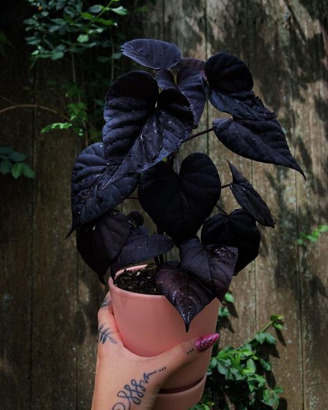 jordyn alexandria on Instagram: “Black heart sweet potato vine (ipomoea batatas) 🖤🖤 • • • • • • • • • #gothplants #gothplantsofinstagram #blackplants #darkplants…” Black Sweet Potato Vine, Ipomoea Batatas, Wild Cat Species, Dark Garden, Savage Garden, Sweet Potato Vine, 2024 Moodboard, Goth Garden, Plant Wishlist