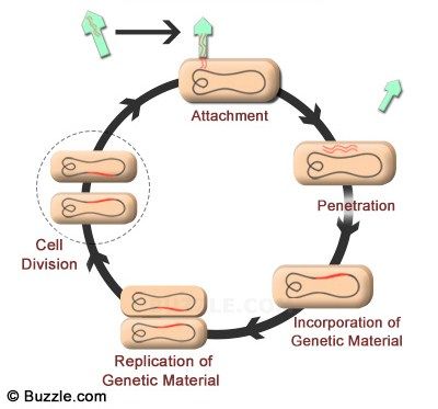 A lysogenic virus infects the cell, but delays the production of the new virus. When the virus wants to reproduce it can start replication and they can stay dormant for long times. Lysogenic Cycle, Cycle Stages, Biology Ideas, Cell Division, Microbiology, The Cell, Biology, Cycling, Science