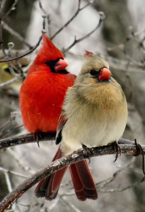 Beautiful Birds Photography Nature, Cardinal Photography, Fall Birds, Schnee Party, Cardinal Pictures, Cardinals Birds, Cardinal Birds Art, Cardinal Couple, Wild Birds Photography