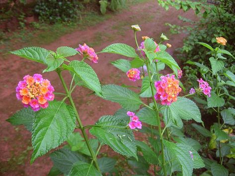 Flowers For Butterflies, Lantana Flower, Lantana Plant, Snowdrop Flowers, Planting Marigolds, Tattoo Plant, Orchid Planters, Columbine Flower, Summer Plants