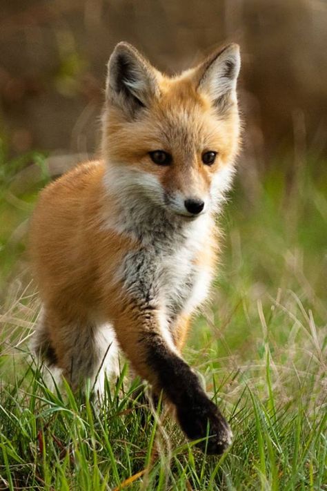 Fox Pups, Fantastic Fox, Fox Pictures, Foxes Photography, Pet Fox, Fox Art, Baby Fox, Cute Fox, Red Fox