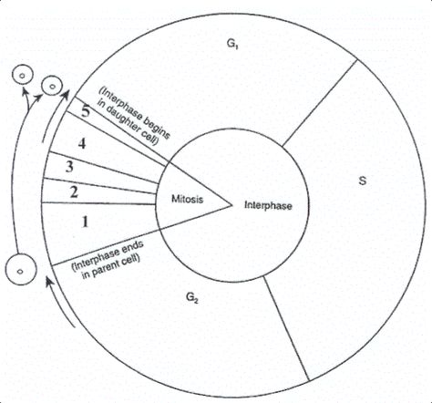 Cell Cycle Diagram Worksheet Cell Cycle Diagram, Cellular Reproduction, Biology Activities, Biology Corner, Dna Worksheet, The Cell Cycle, Biology Activity, Alphabet Letter Worksheets, Biology Worksheet