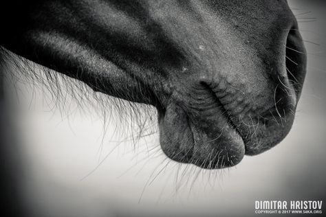 Horse Muzzle, Horse Head Profile, Head Harness, Horse Photography Poses, Background Animal, Animal Background, Animal Abstract, Profile Portrait, Horse Photographer