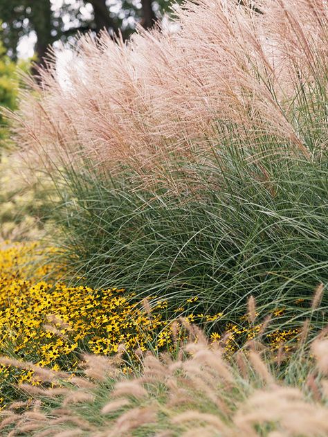 Maidengrass. One of the most common grasses, maidengrass is big, beautiful, and easy to grow. It offers narrow, arching foliage (many selections are variegated; look for them to add more color to your landscape) and silvery plumes that are enchanting when the light catches them just right.    Name: Miscanthus sinensis    Growing Conditions: Full sun and moist, well-drained soil    Size: To 8 feet tall    Zones: 4-9 Feather Reed Grass, Fountain Grass, Grasses Landscaping, Grasses Garden, Have Inspiration, Black Eyed Susan, Ornamental Grasses, Morning Light, Grasses