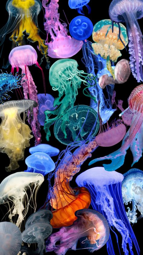 #jellyfish #wallpaper #aesthetic #animals #ocean Jellyfish Wallpaper Aesthetic, Sea Life Theme, Jellyfish Pictures, Jellyfish Wallpaper, Aesthetic Animals, Cute Home Screen Wallpaper, Cute Home Screens, Jellyfish Art, Iphone Wallpaper Sky