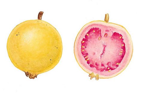 Guava Drawing, Guava Plant, Fruit Tattoo, Plant Sketches, Guava Fruit, Guavas, Fruit Gifts, Pencil Painting, New Fruit