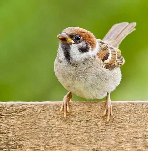 Tree Sparrow, Regard Animal, Sparrow Bird, Bird Wallpaper, Airbrush Art, Backyard Birds, Bird Pictures, Birds Tattoo, Bird Drawings