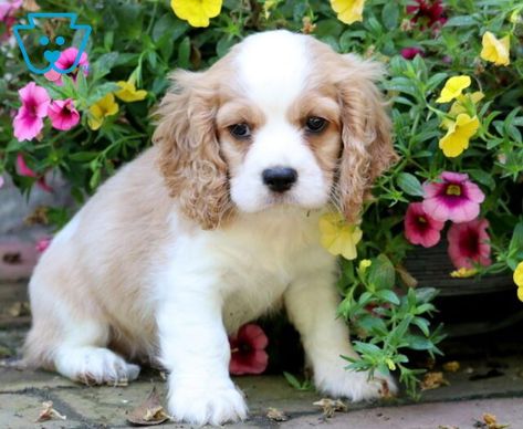 Theo | Cavalier Mix, Cockalier, Cocker Spaniel Mix Puppy For Sale | Keystone Puppies Miniature Cocker Spaniel, Cocker Spaniel For Sale, Cocker Spaniel Mix, Spaniel Puppies For Sale, Puppy Find, Puppies Tips, Hypoallergenic Dogs, Cocker Spaniel Puppies