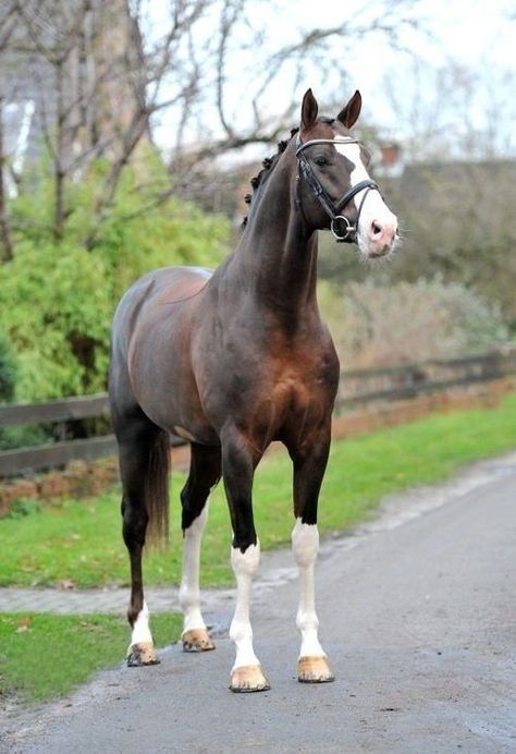 Callaho’s Benicio- 2005 Liver Chestnut Hanoverian Stallion Liver Chestnut Horse Jumping, Horse Skeleton, Liver Chestnut, Horse Standing, Warmblood Horses, Beautiful Horse Pictures, Hanoverian, Horse Inspiration, Horse Aesthetic