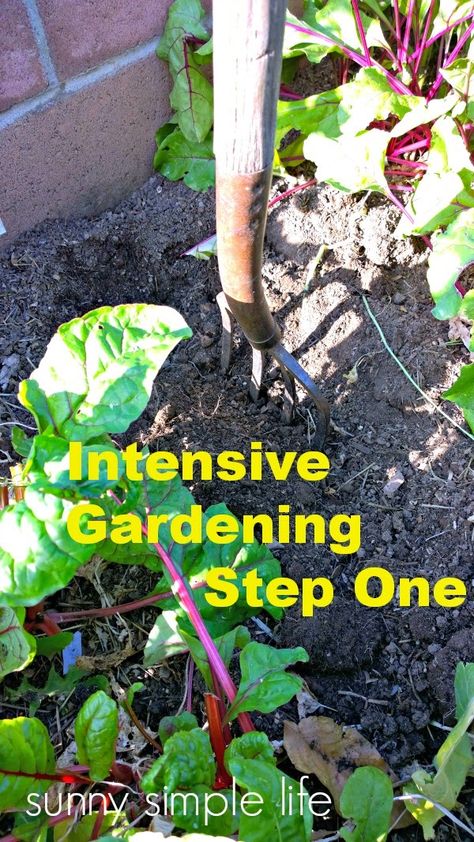 bio intensive gardening, soil preparation, urban garden, Sunny Simple Life: Intensive Gardening Step One Intensive Gardening, Biointensive Gardening, Garden Soil Preparation, Organic Pesticide, Vegetable Garden Planning, Garden Steps, Edible Landscaping, Garden Pests, Organic Vegetables